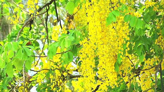 金色的淋浴树上有黄色的花束花园里的树上有春天的风视频的预览图