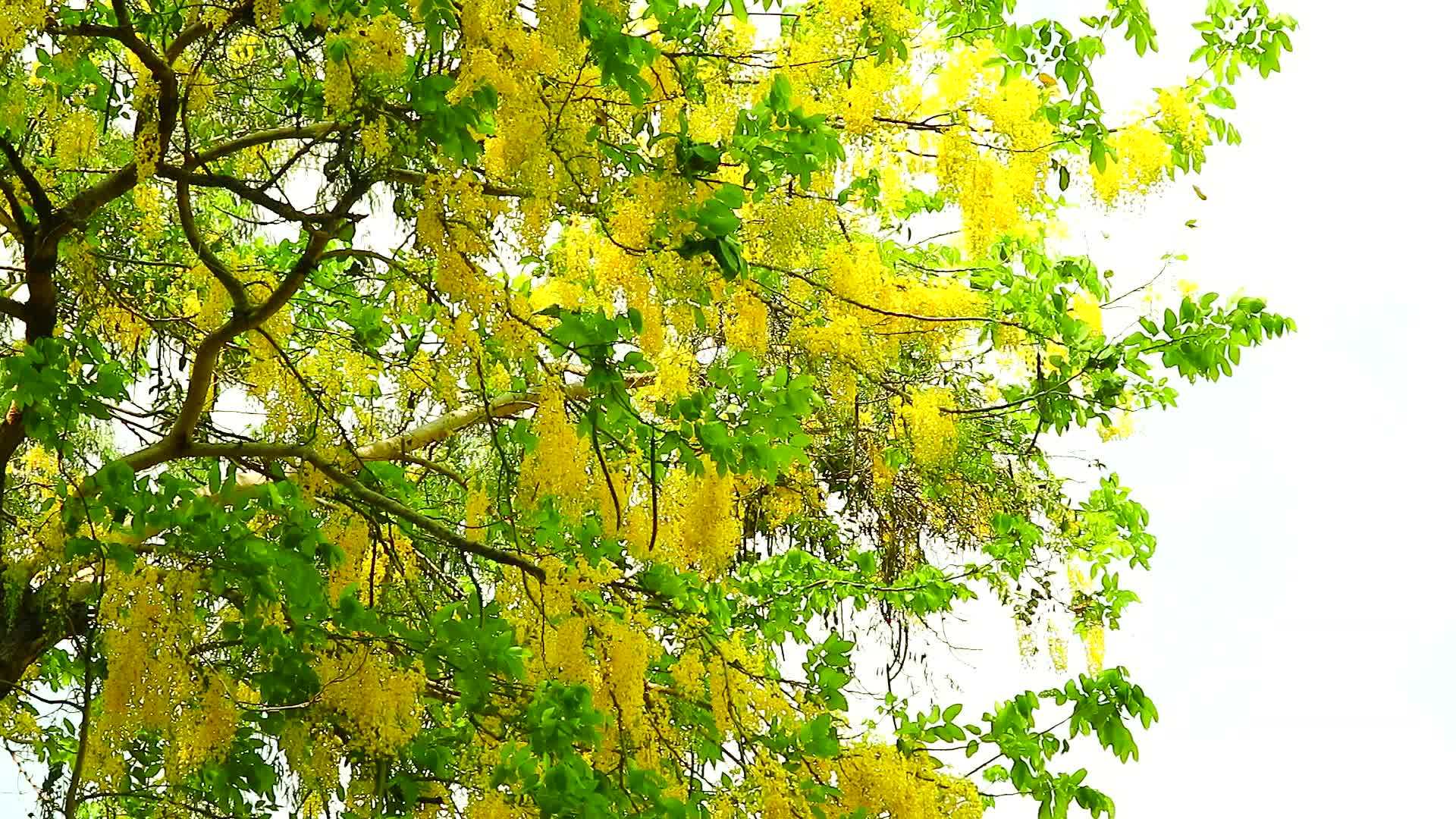 金色的淋浴树在花园的树上有黄色的花束视频的预览图