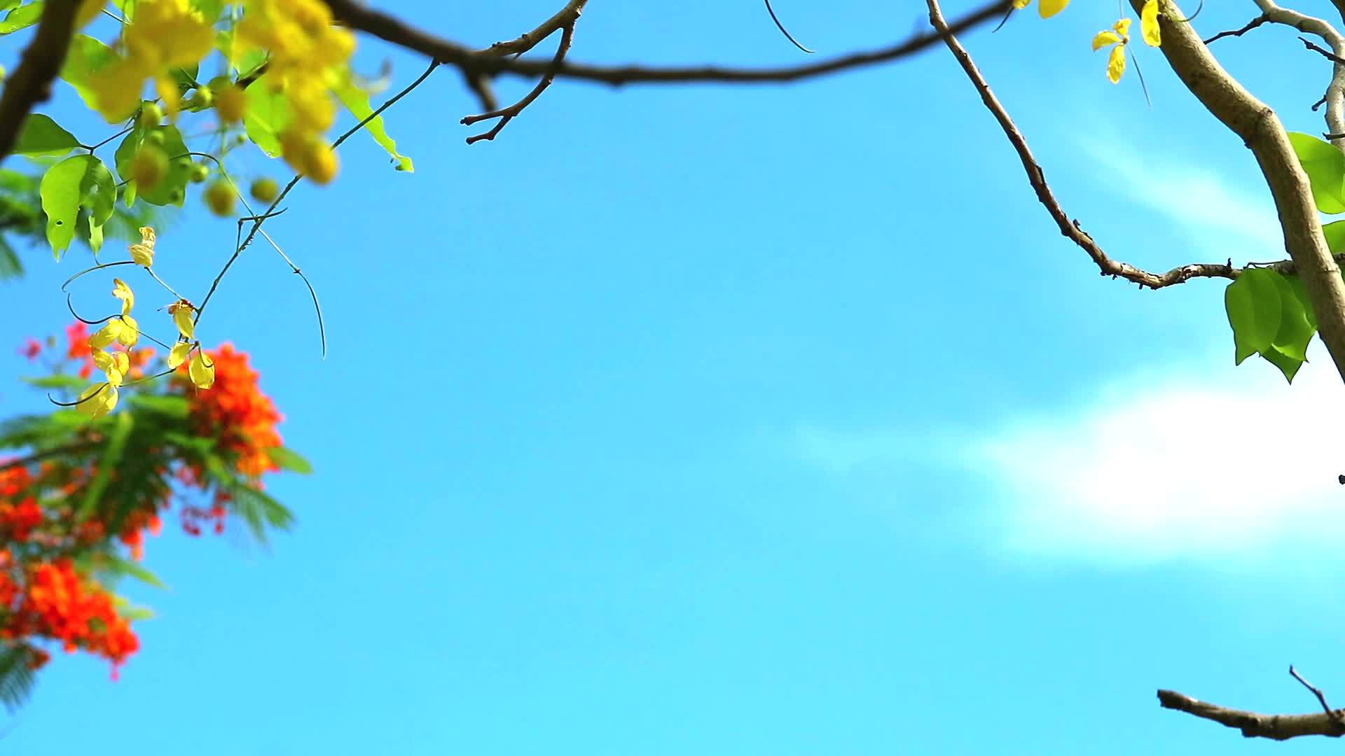 花朵开花蓝色枝叶蓝色树叶蓝天背景视频的预览图
