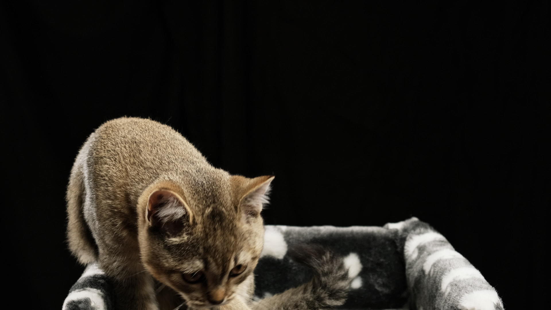 灰白纯种小猫cottish笔直的辣椒躺在黑色背景下视频的预览图