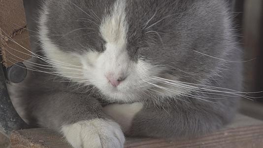 可爱的猫肖像2闭上眼睛视频的预览图