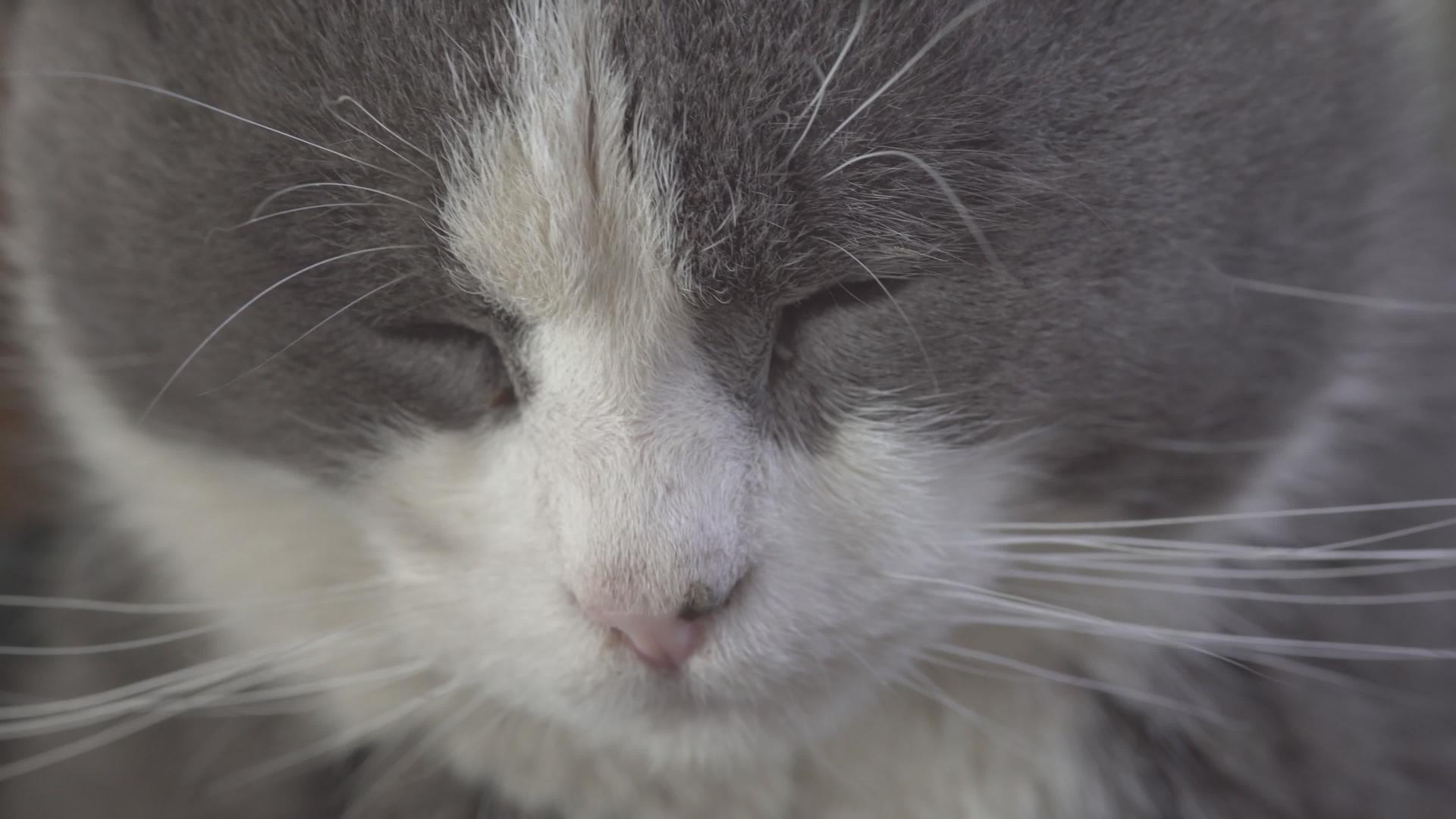 闭上眼睛的可爱猫肖像视频的预览图