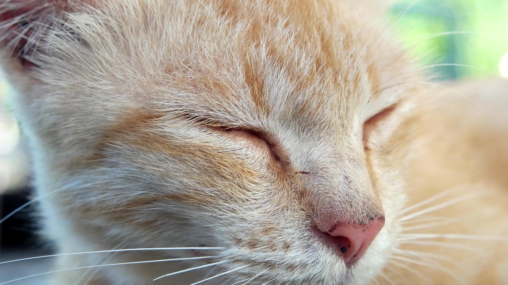 夜里睡橙猫视频的预览图