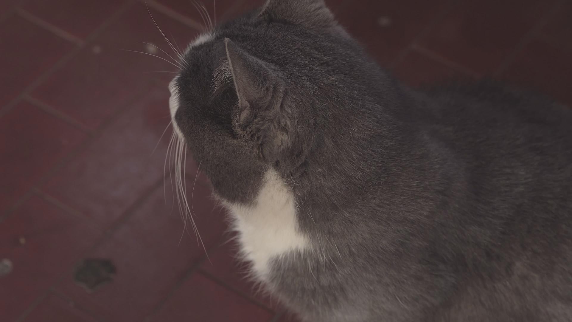 灰猫肖像视频的预览图