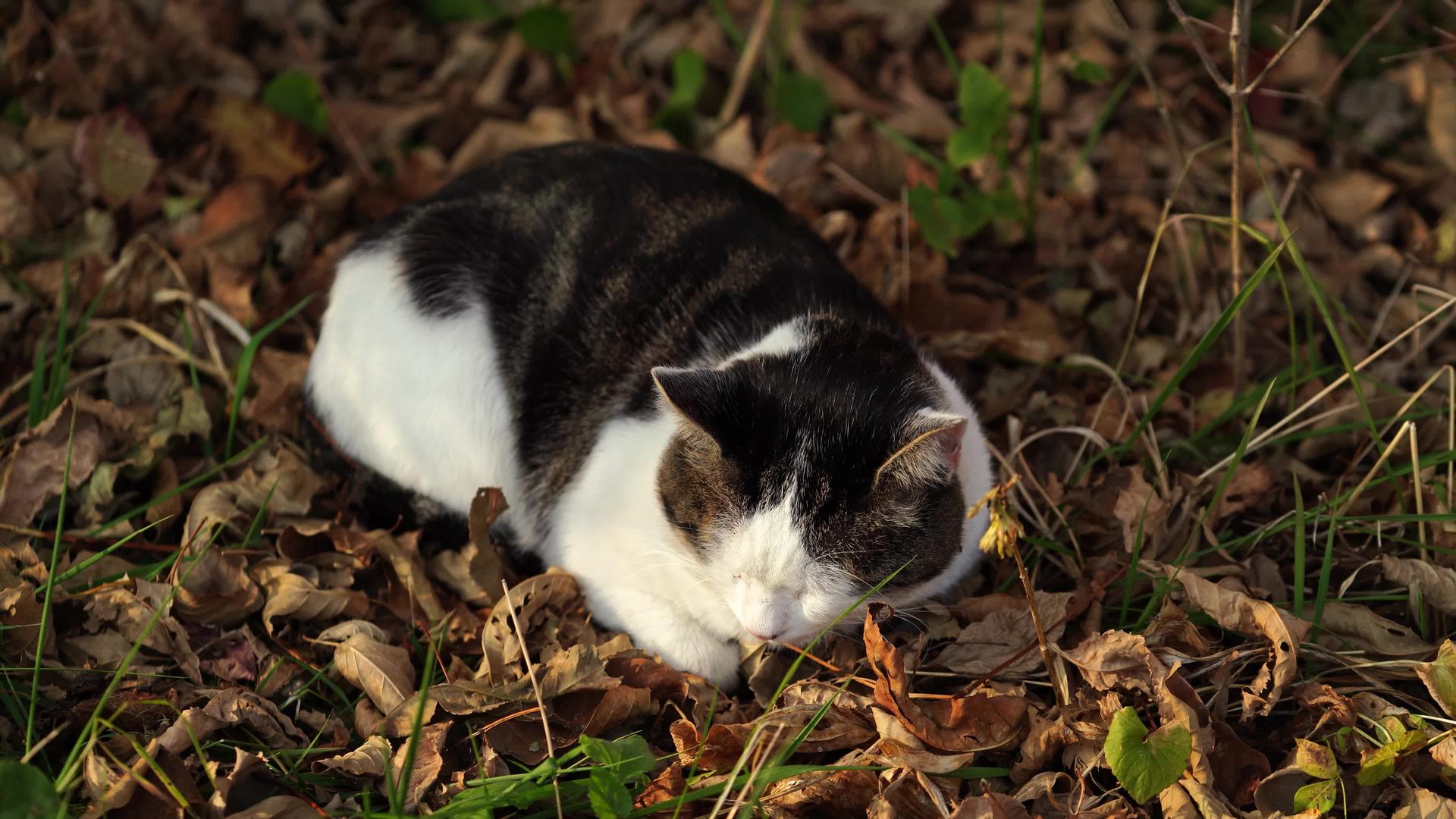 一只猫睡在秋叶上的肖像视频的预览图