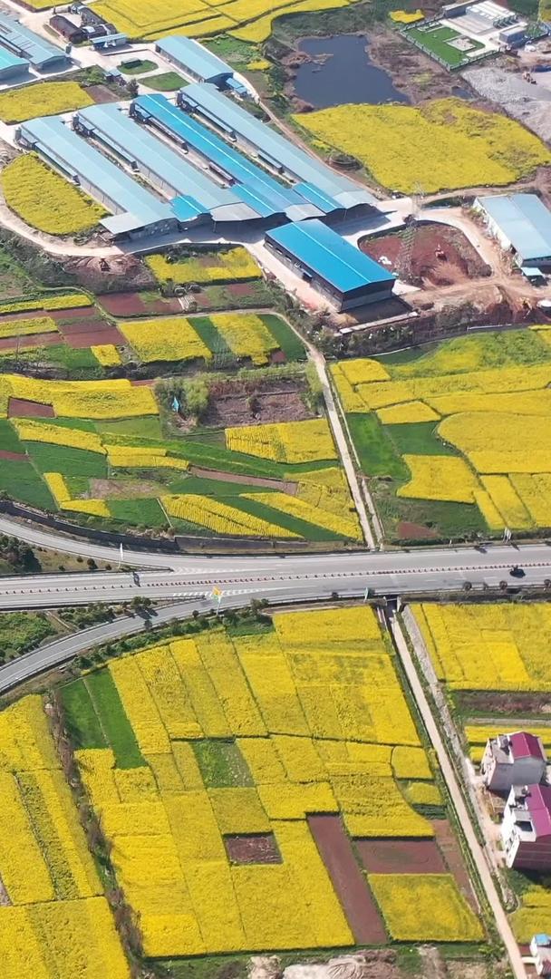 陕西汉中京昆高速立交桥及油菜花视频的预览图