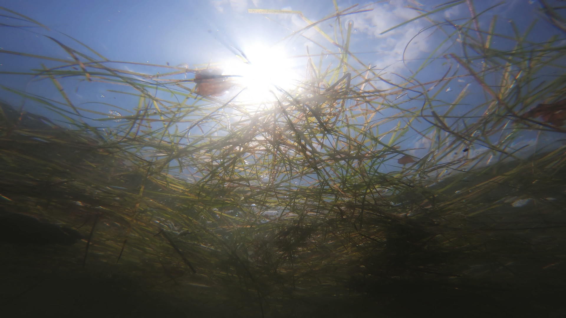 水下水下垃圾漂浮物的视图视频的预览图