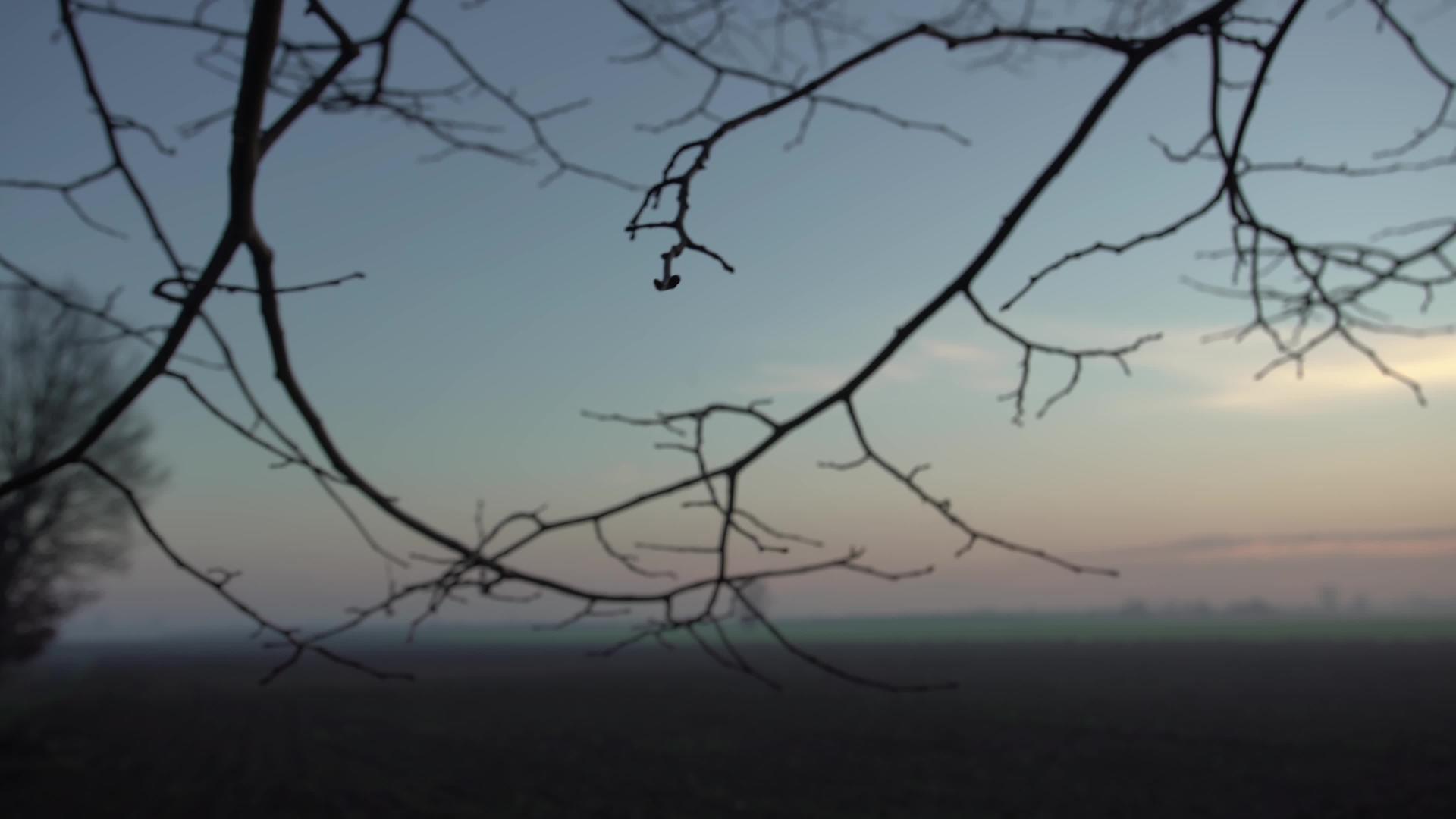 光树枝景观视频的预览图
