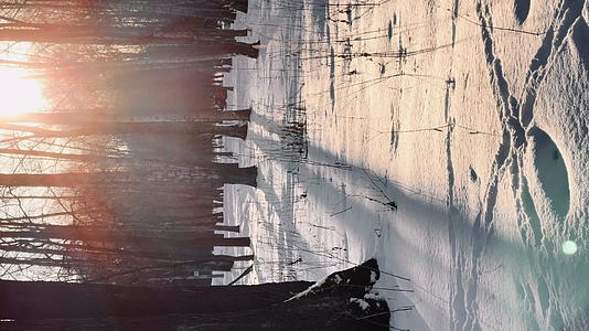 冬季公园高质量片段日落黑色树干长阴影太阳反射等场景视频的预览图