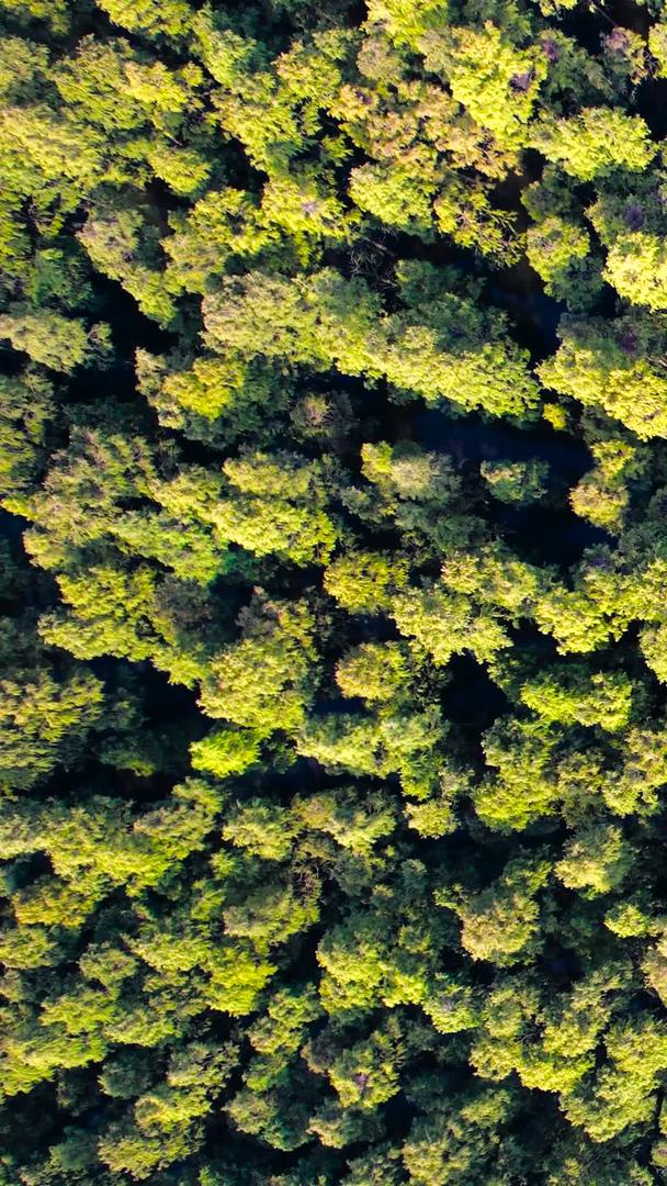 南京池杉湖国家森林公园航拍视频的预览图