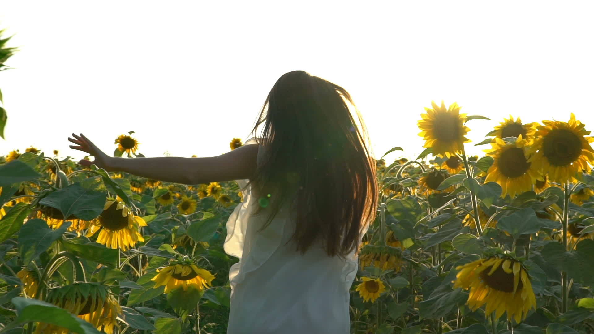 女美女在黄向日葵地上慢跑120英尺视频的预览图