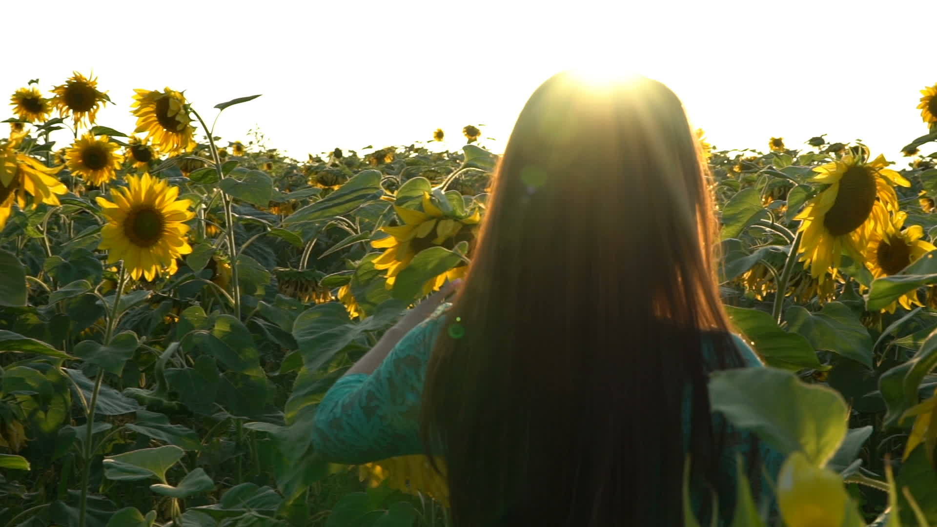 女美女在黄向日葵地上慢跑120英尺视频的预览图