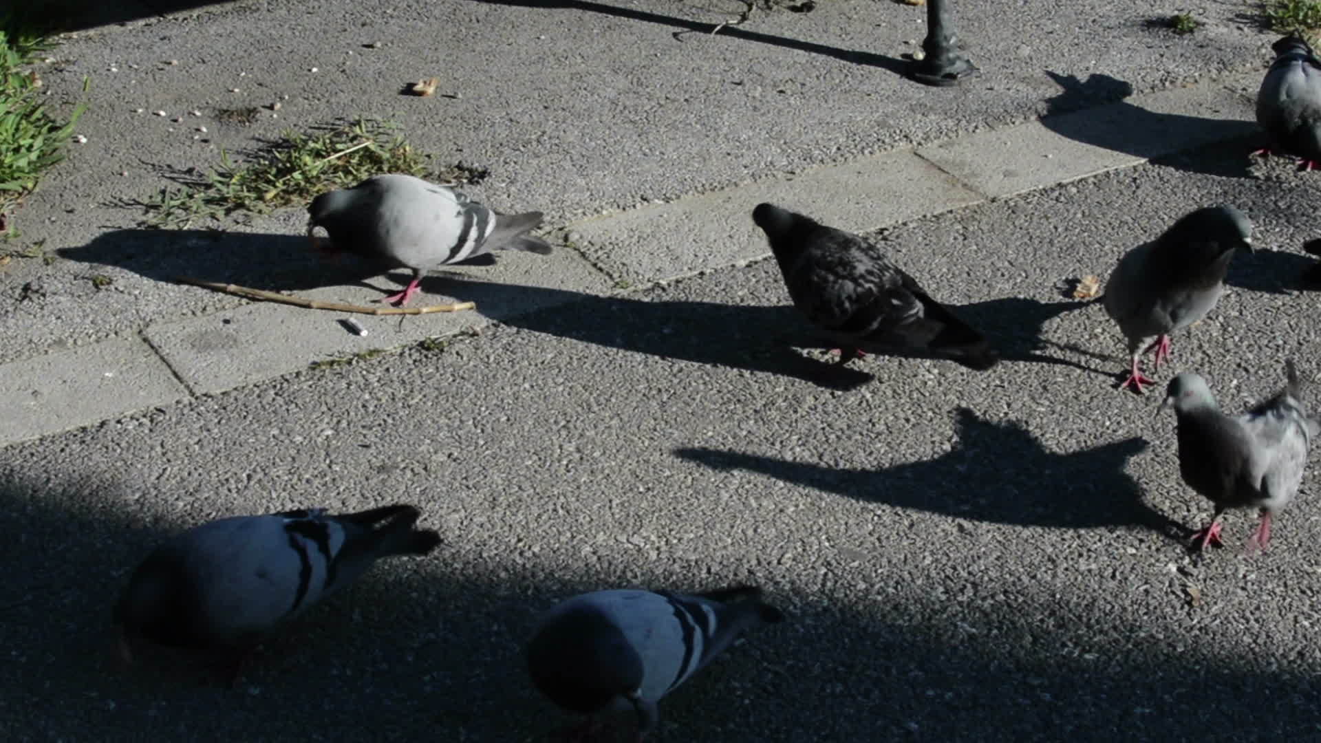 在公园小巷喂鸽子视频的预览图