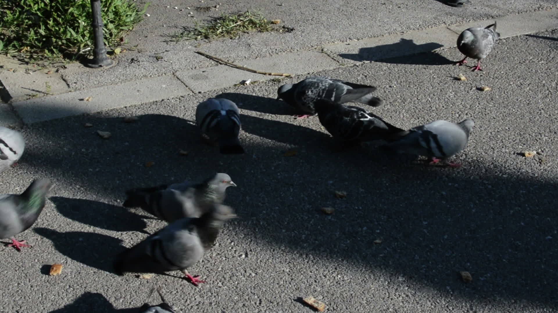 在公园小巷喂鸽子视频的预览图