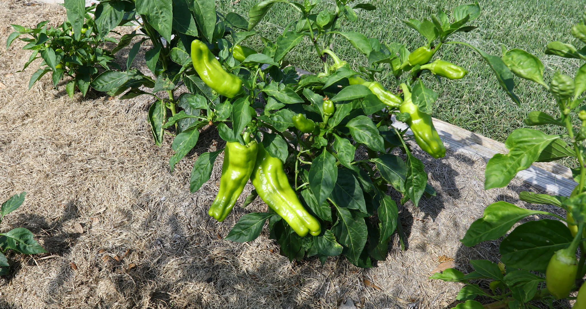 家庭花园里的胡椒植物视频的预览图
