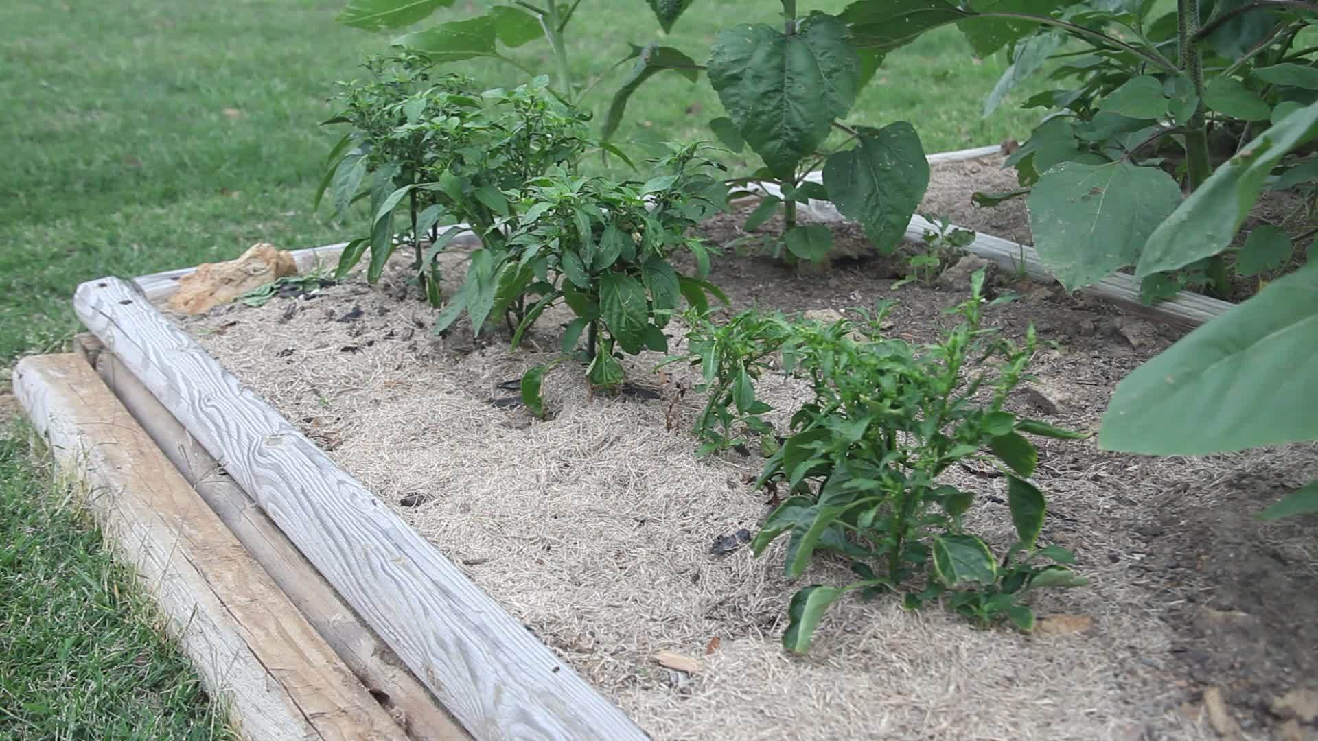 花园里的胡椒植物视频的预览图