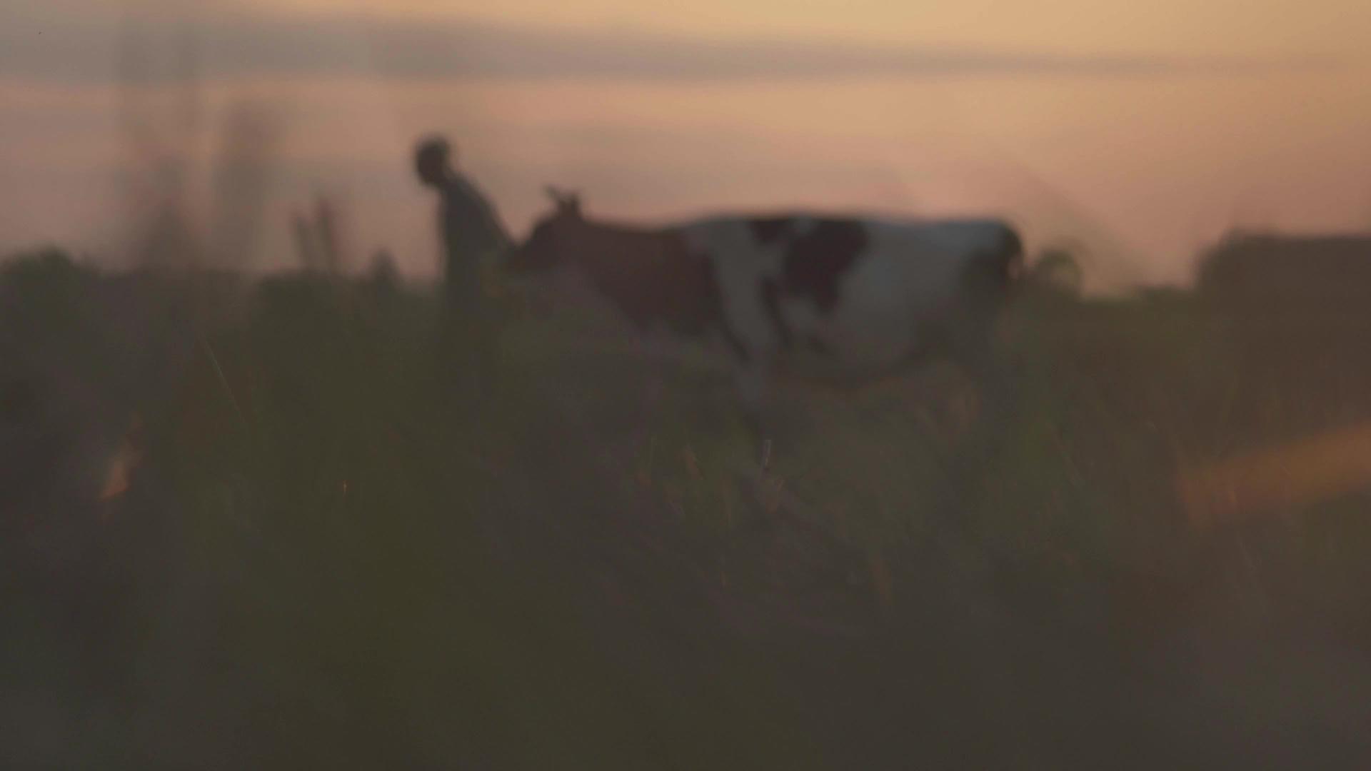 农夫和一头奶牛穿过小道路视频的预览图