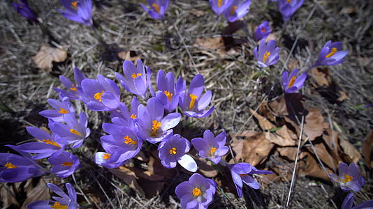 冬末的紫椰花视频的预览图