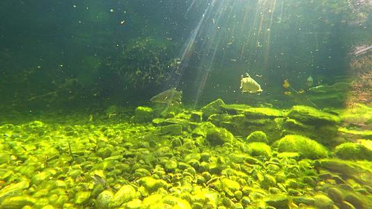水下摄像机的视线鱼在慢慢地游动视频的预览图