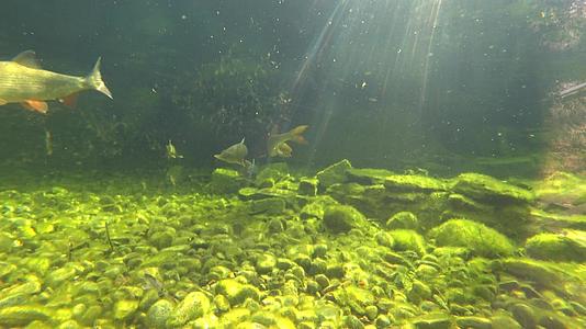 水下摄像机的视线鱼在慢慢地游动视频的预览图