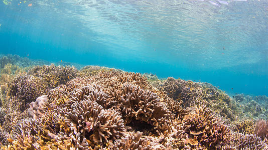 海底缤纷峭壁珊瑚礁视频的预览图