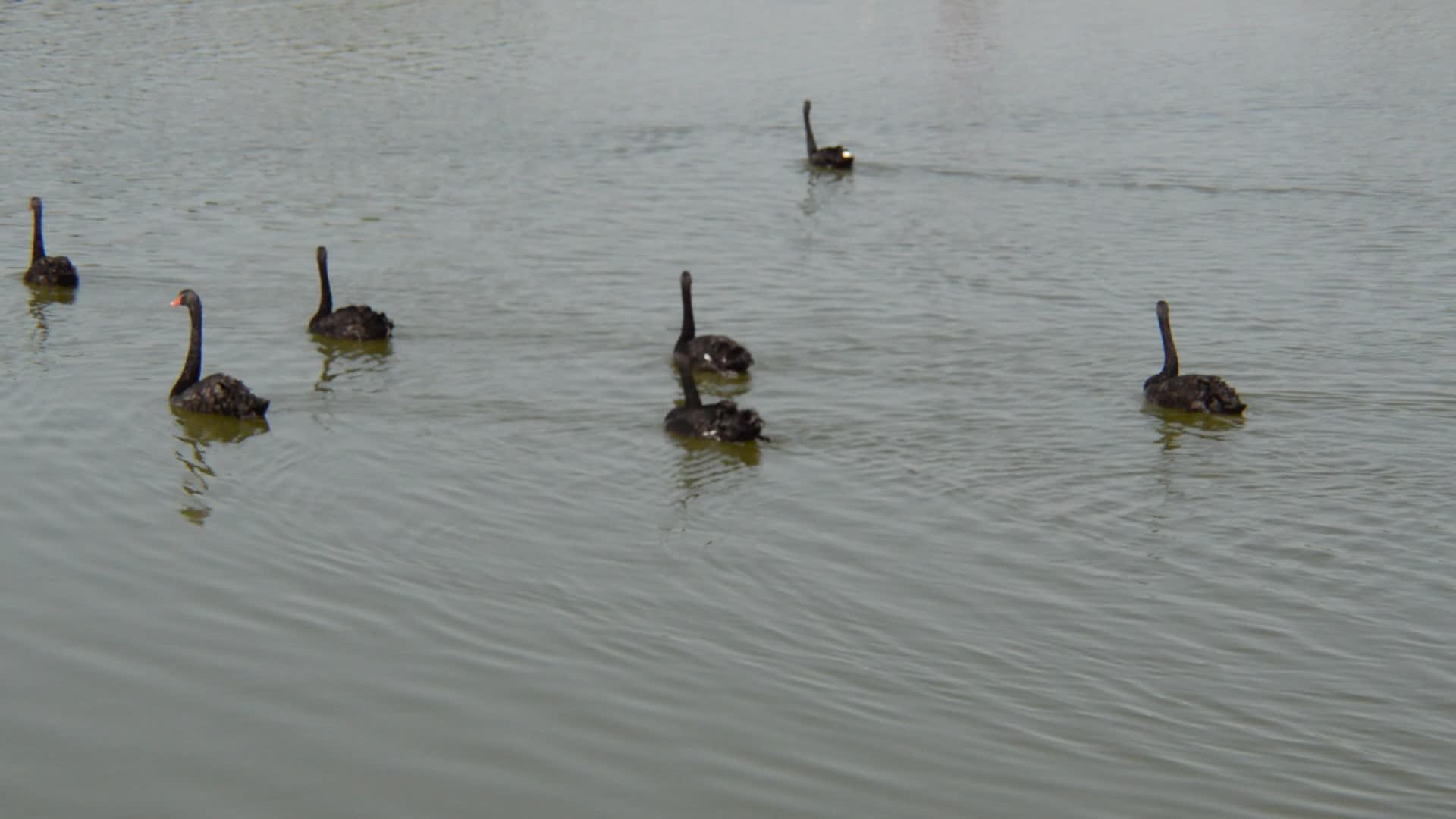 漂浮在河上的黑天鹅视频的预览图