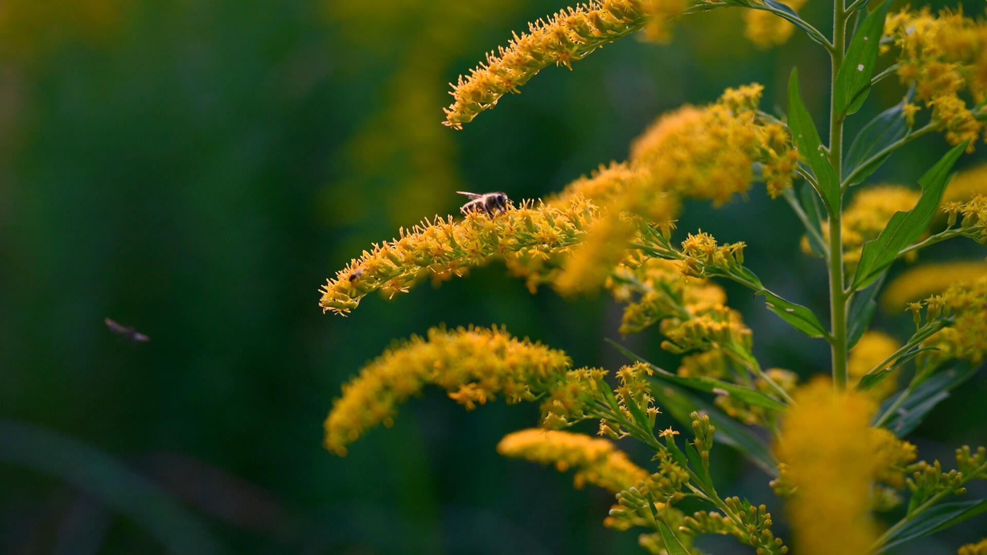 4k蜜蜂采蜜两个镜头视频的预览图