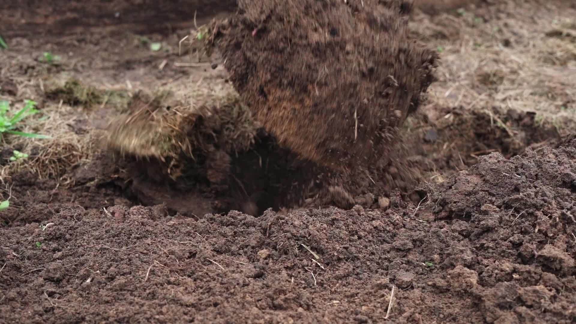 冬季过冬后挖掘沼泽床的土壤准备耕作视频的预览图