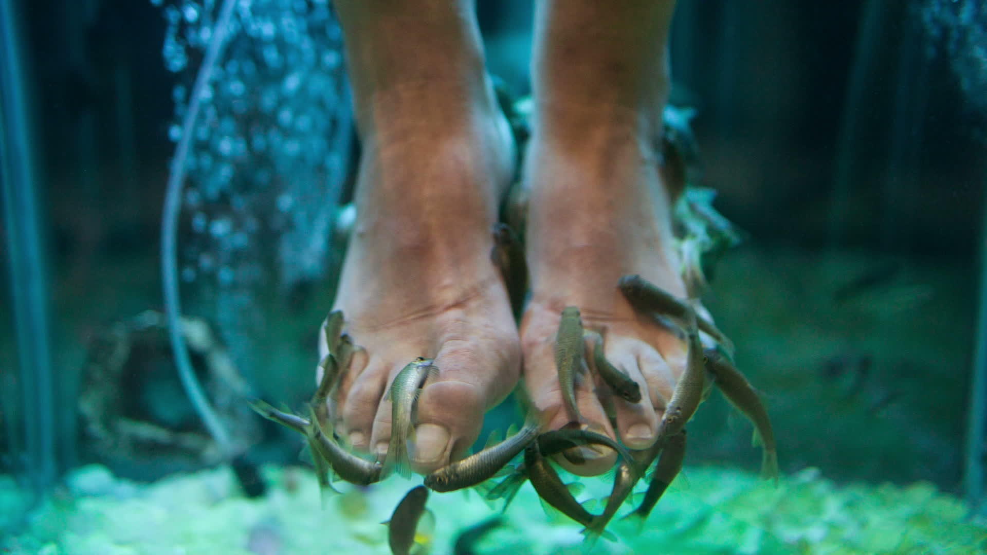 瓜拉鲁法鱼脚指甲视频的预览图