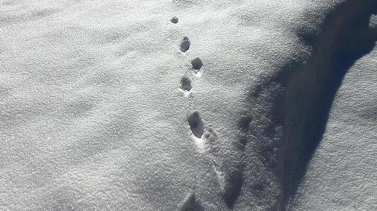 雪中动物足迹视频的预览图