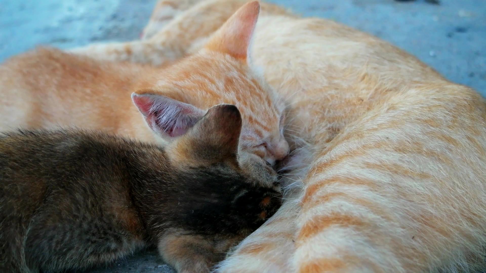 母猫喂两只小猫视频的预览图