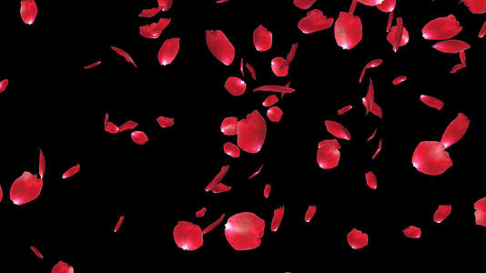 玫瑰花瓣散落视频的预览图