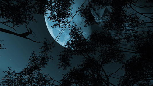 3D动画个可怕的夜晚动画剪辑美洲角飞行猫头鹰月亮视频的预览图