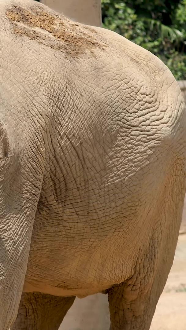 近距离拍摄亚洲象集的亚洲象集视频的预览图