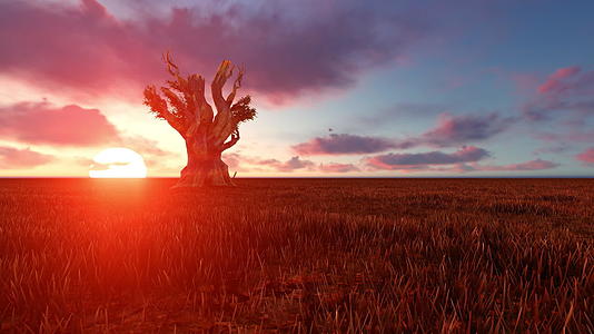 非洲风景Bahobab树日落美丽视频的预览图
