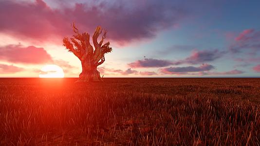 非洲风景Bahobab树日落美丽视频的预览图