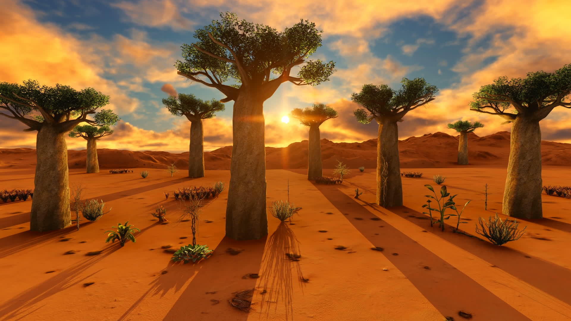 非洲日落时的风景baboba树视频的预览图