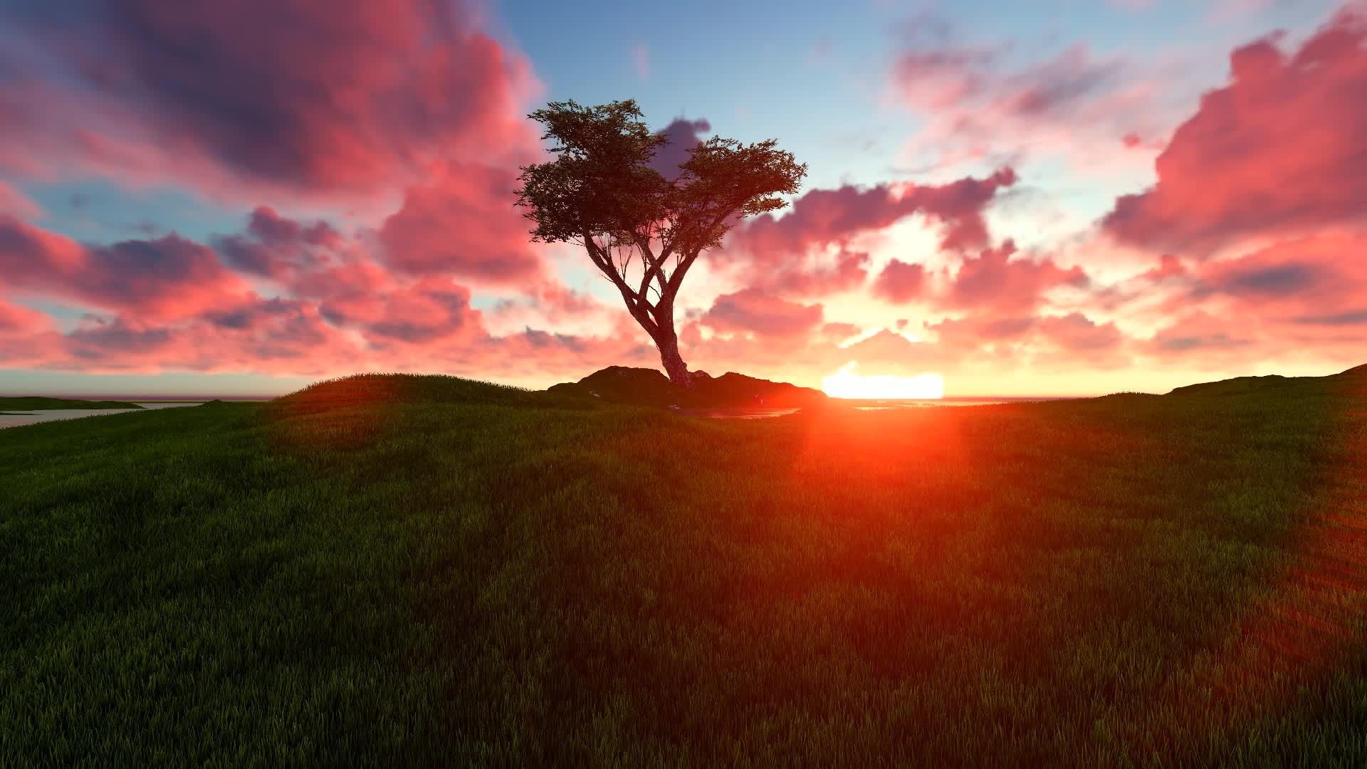 日落时绿地Bahobab树视频的预览图