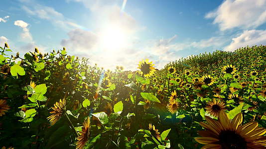 向日葵在阳光明媚的日落时向日葵开花视频的预览图