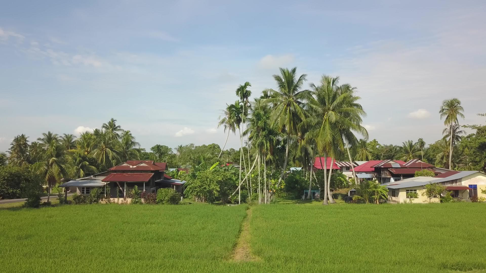Malayskampung绿色稻田无人机射击视频的预览图