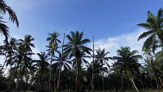 早上种椰子园视频的预览图