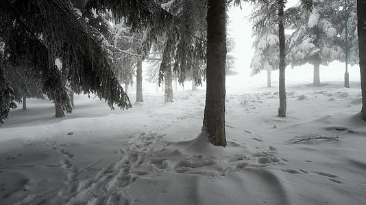 冬季全景雪覆盖树木和雾雾视频的预览图