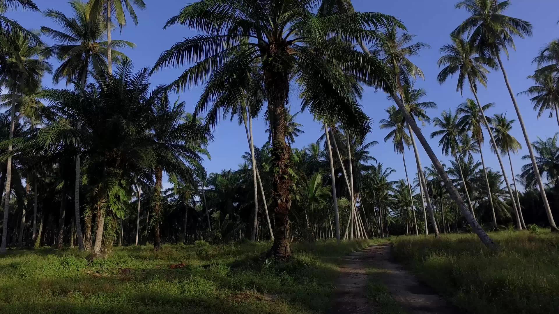 早上拍摄椰子农场视频的预览图