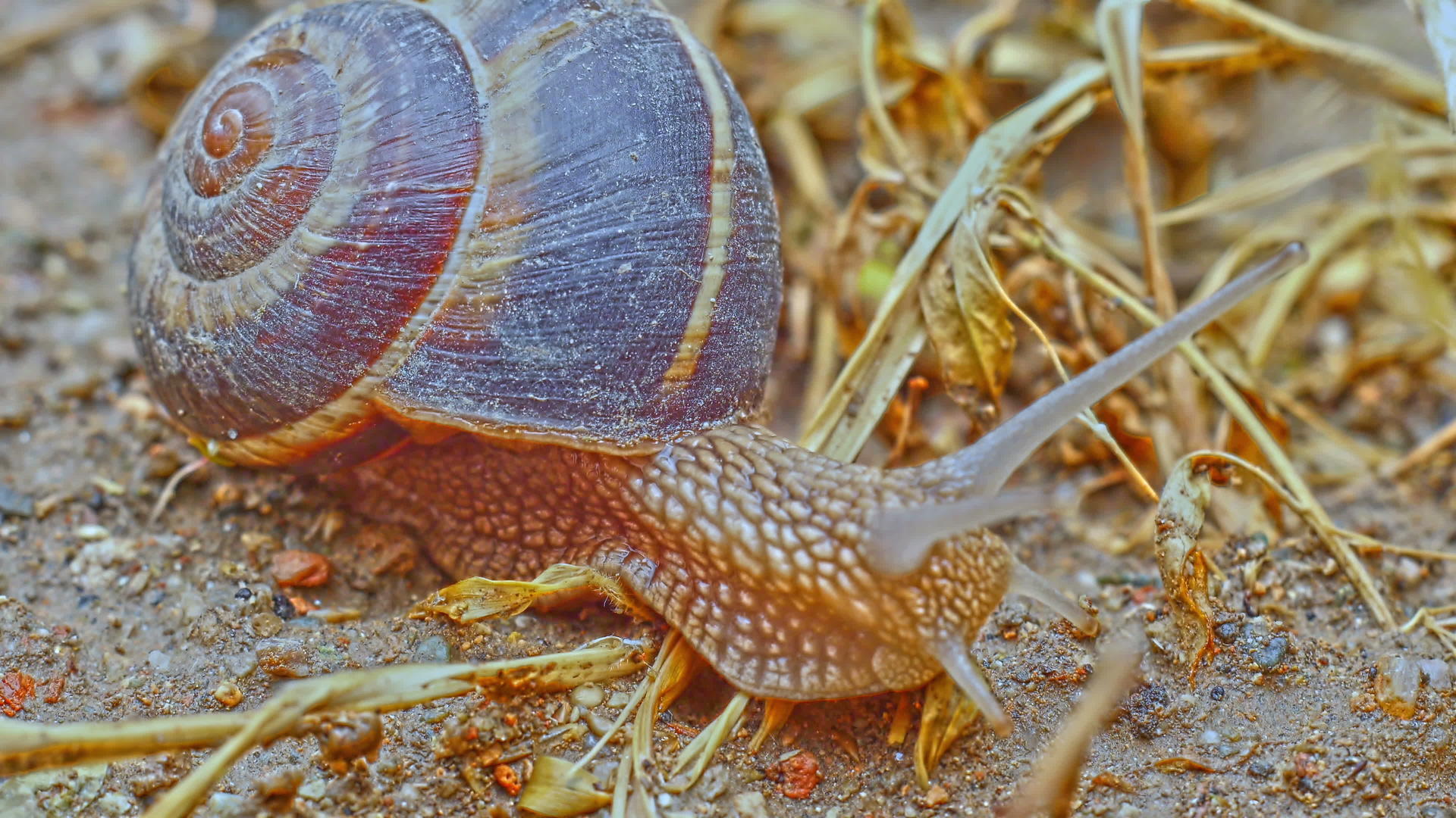 地上的蜗牛视频的预览图
