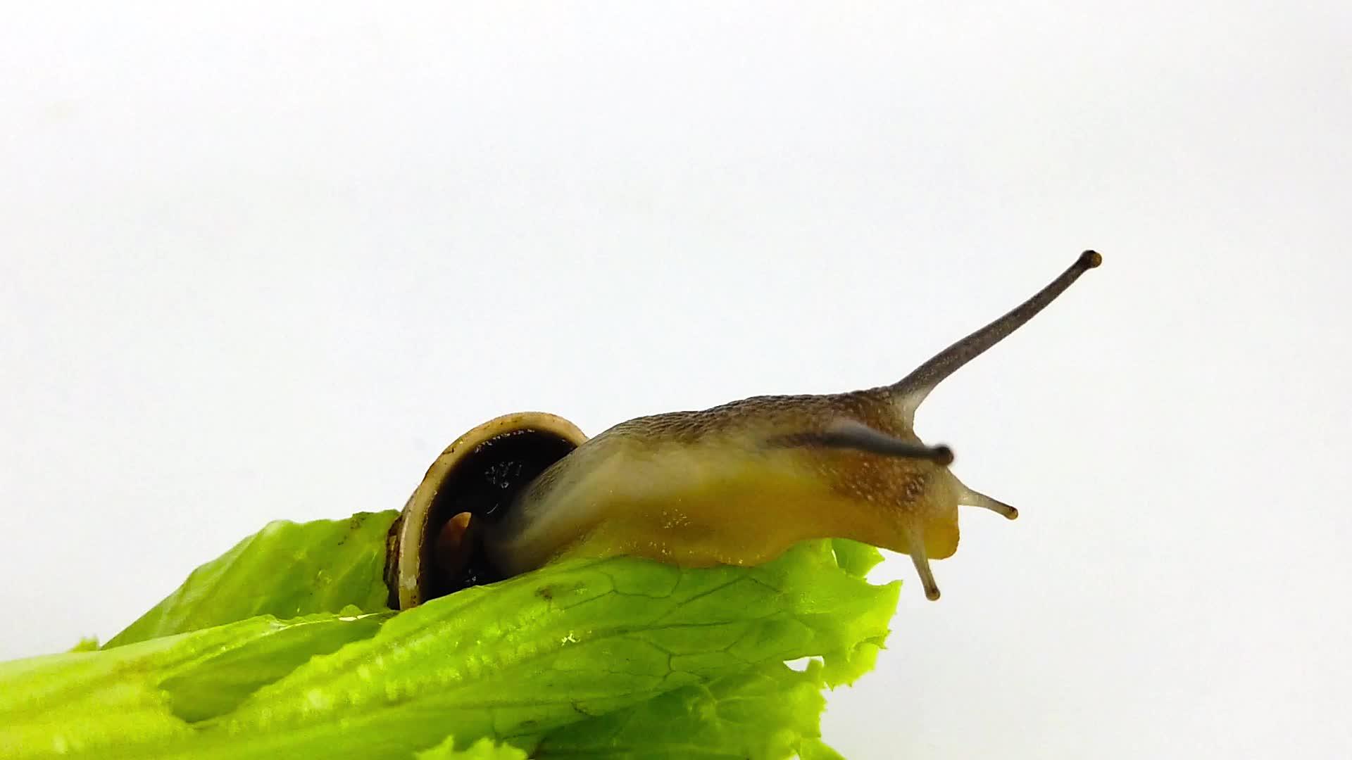 生菜叶上的巧克力带蜗牛03慢动视频的预览图