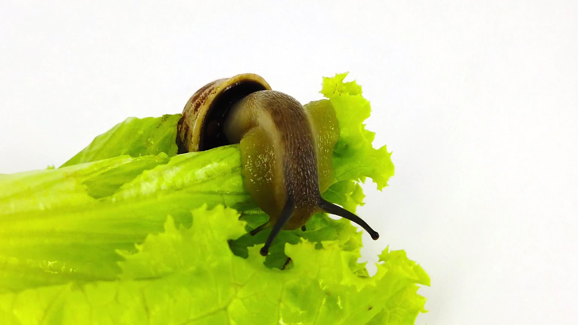 2007年生菜叶上的巧克力带蜗牛慢动视频的预览图