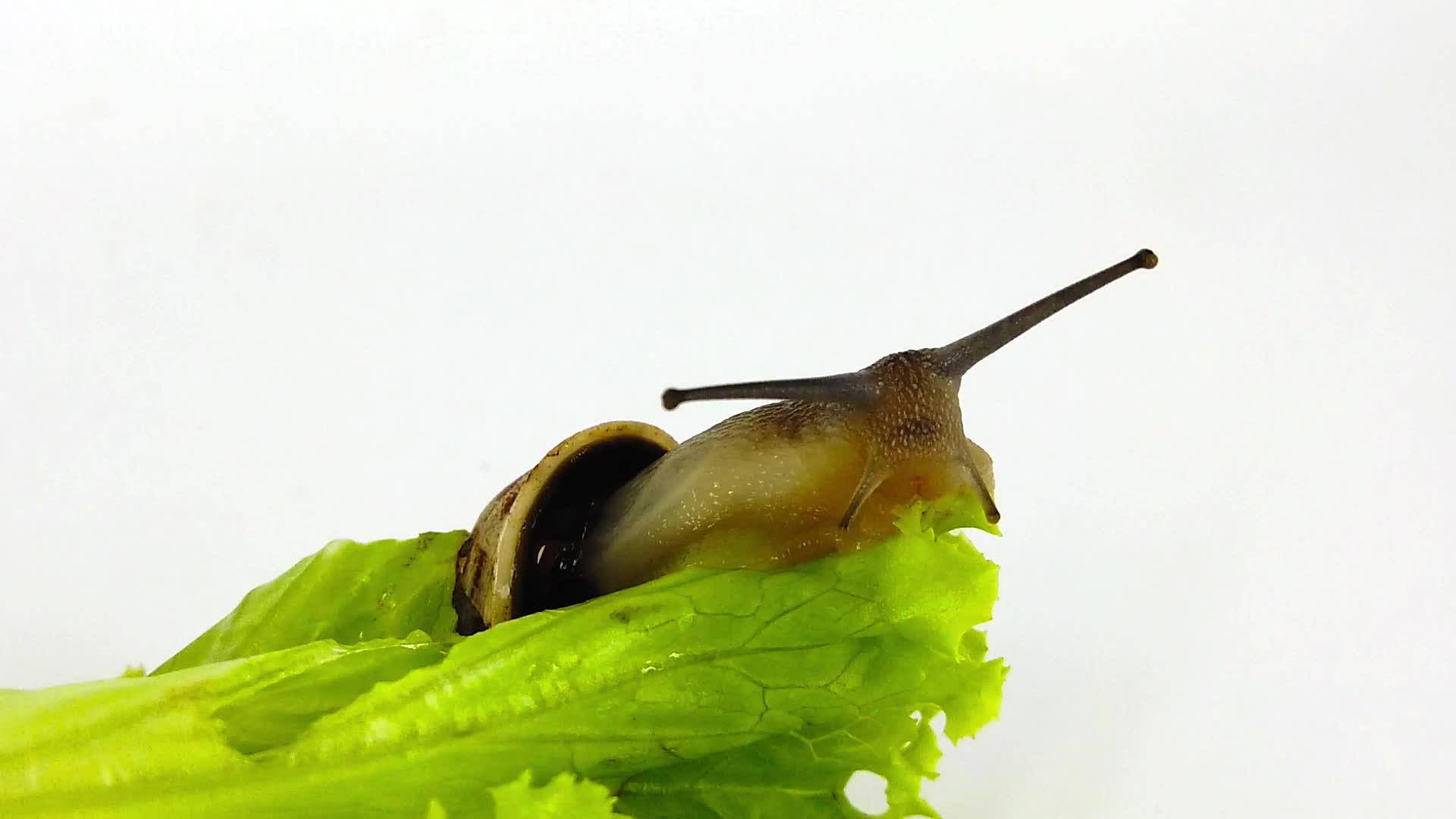 生菜叶上的巧克力带蜗牛06慢动视频的预览图