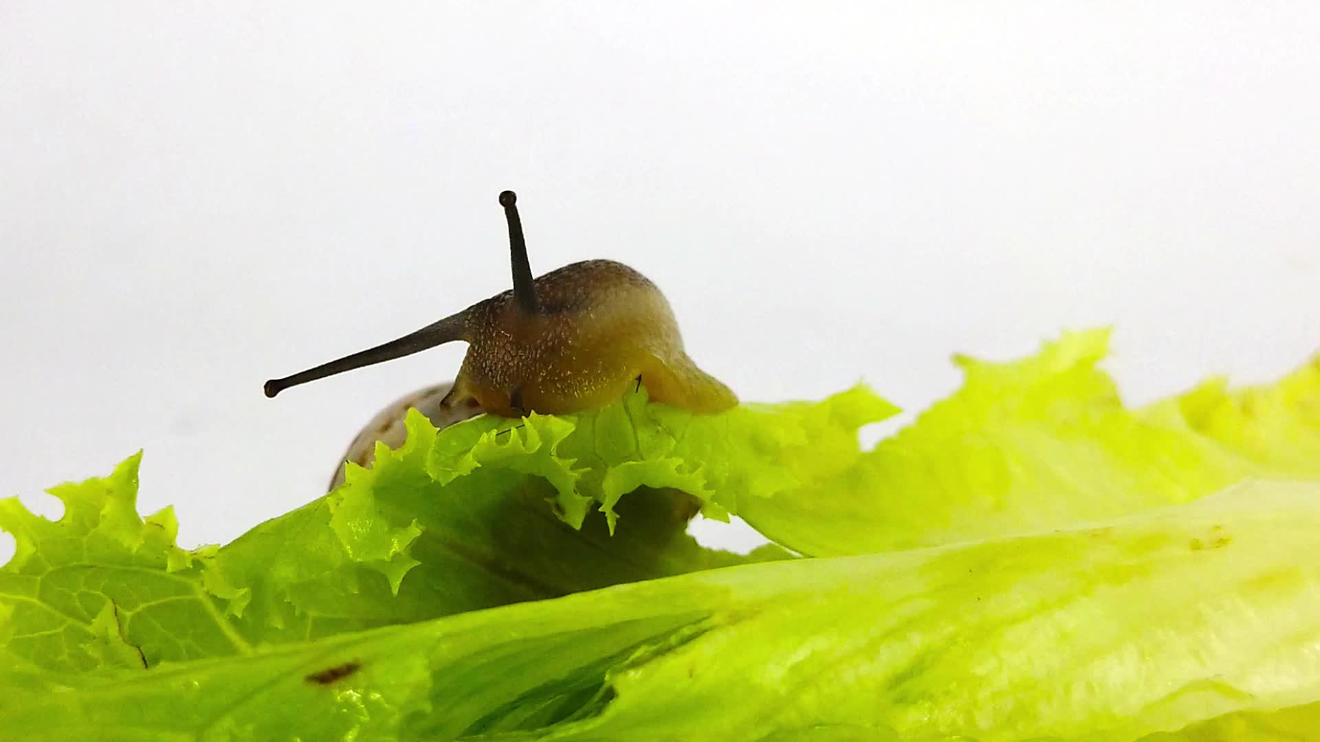 生菜叶10慢动巧克力带蜗牛视频的预览图