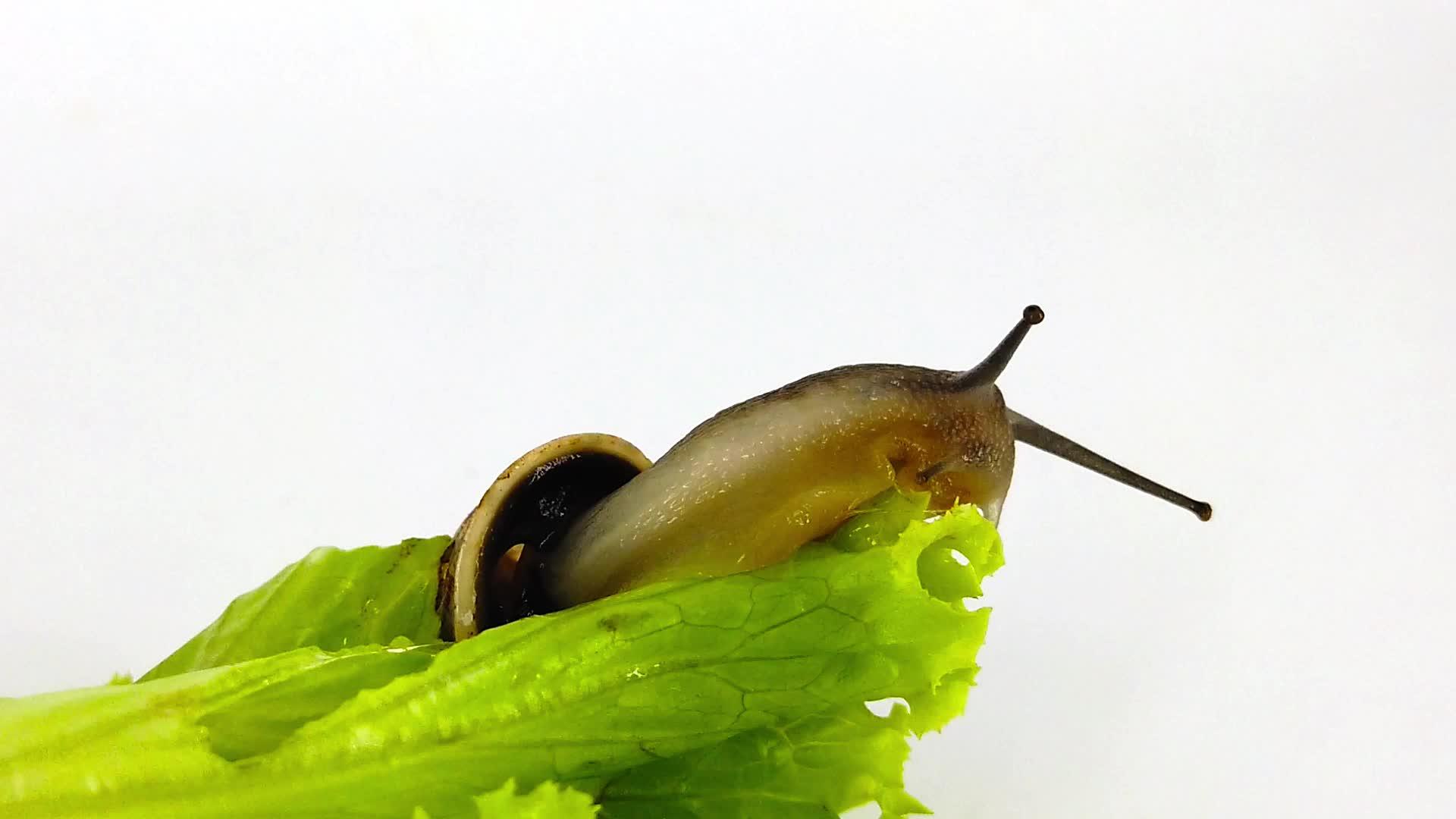 生菜叶上的巧克力带蜗牛慢动视频的预览图