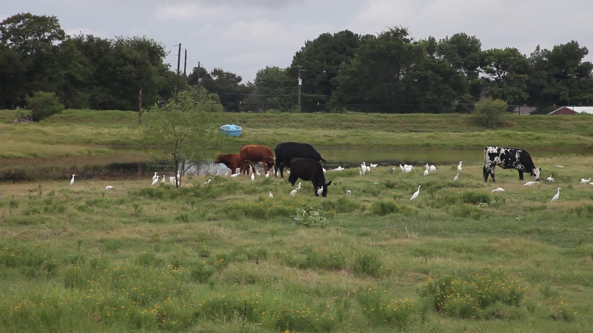 牛和牛在田里视频的预览图